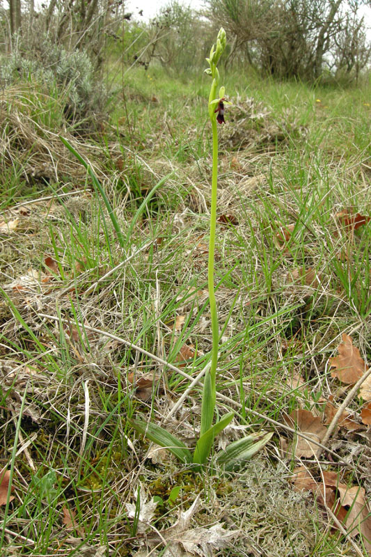 Orchidee del Chianti